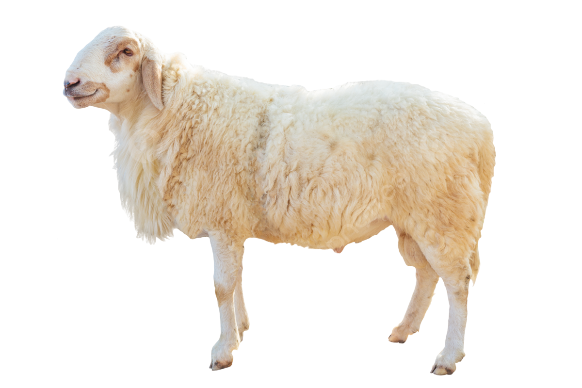 Sheep